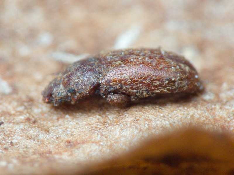 Cryptophagus Herbst, 1792